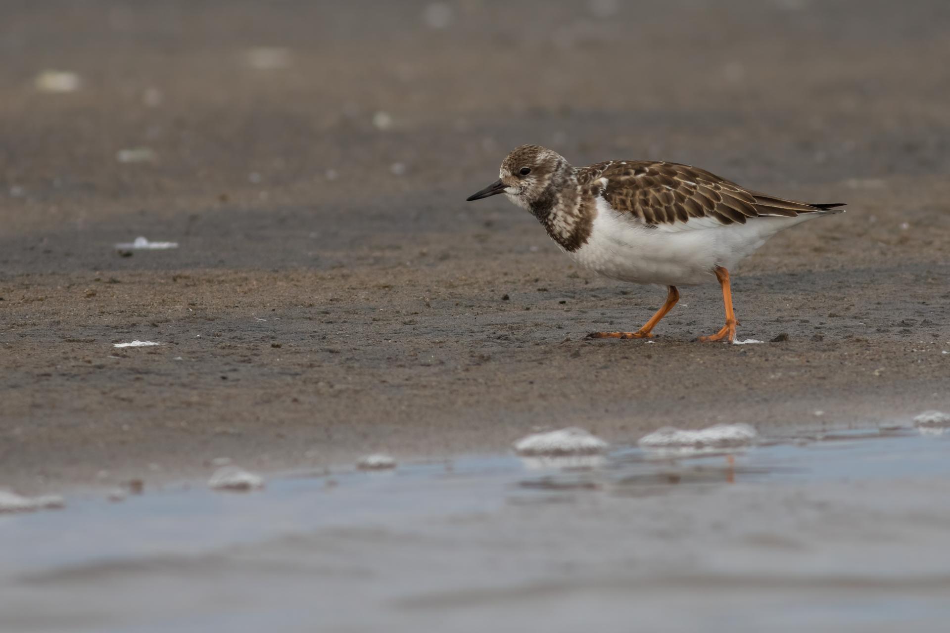 tourne-pierre-a-collier-ruddy turnstone